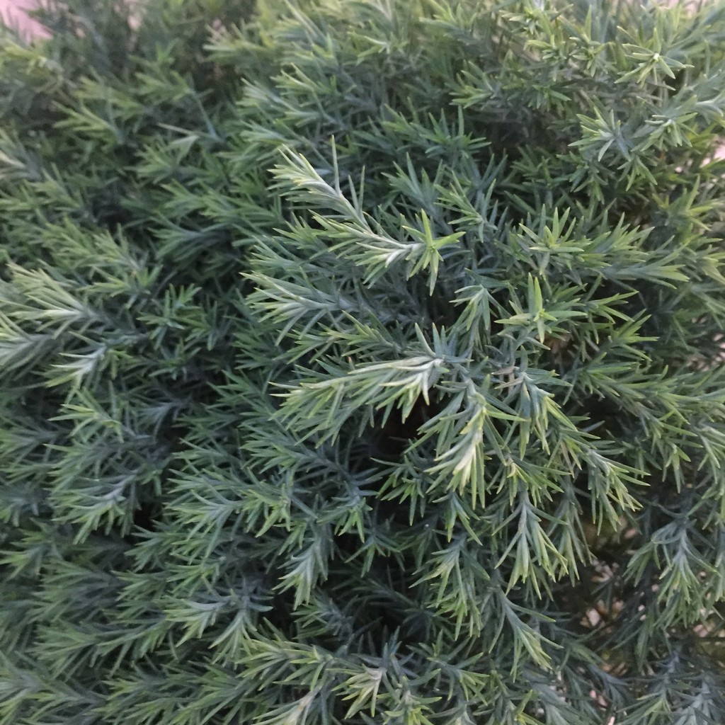 Cây TÙNG BỒNG LAI cao 15-20cm tán tròn sum suê dễ trồng và chăm sóc thích hợp trang trí cảnh quan sân vườn