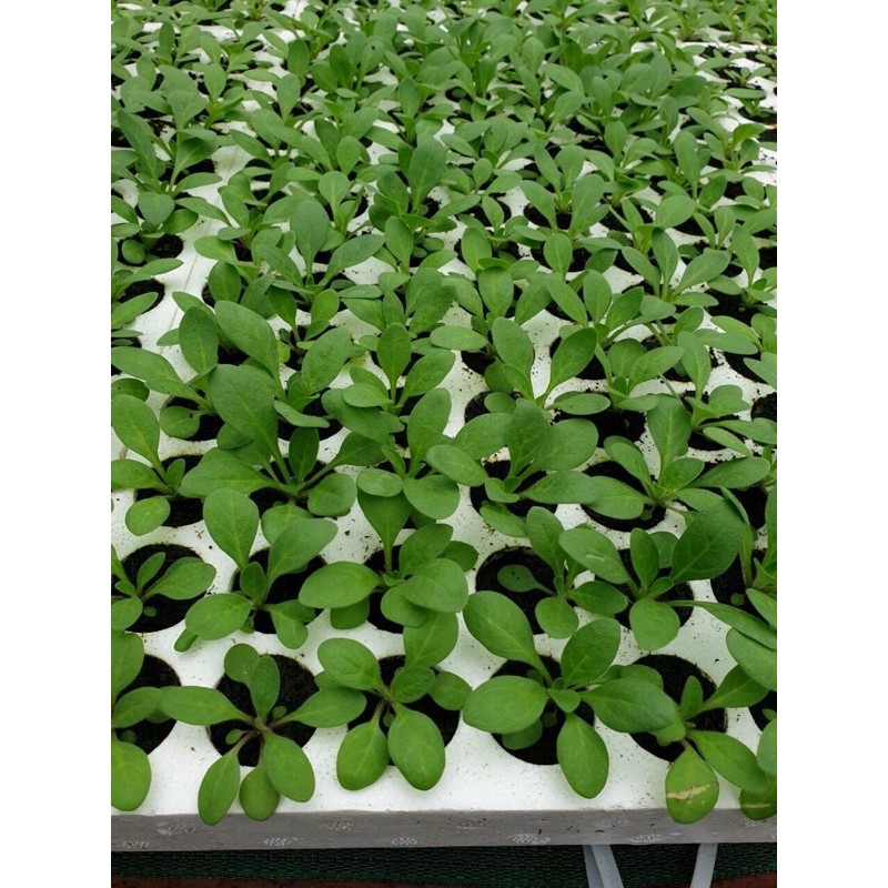 10 khay xốp84 lỗ ươm hạt giống