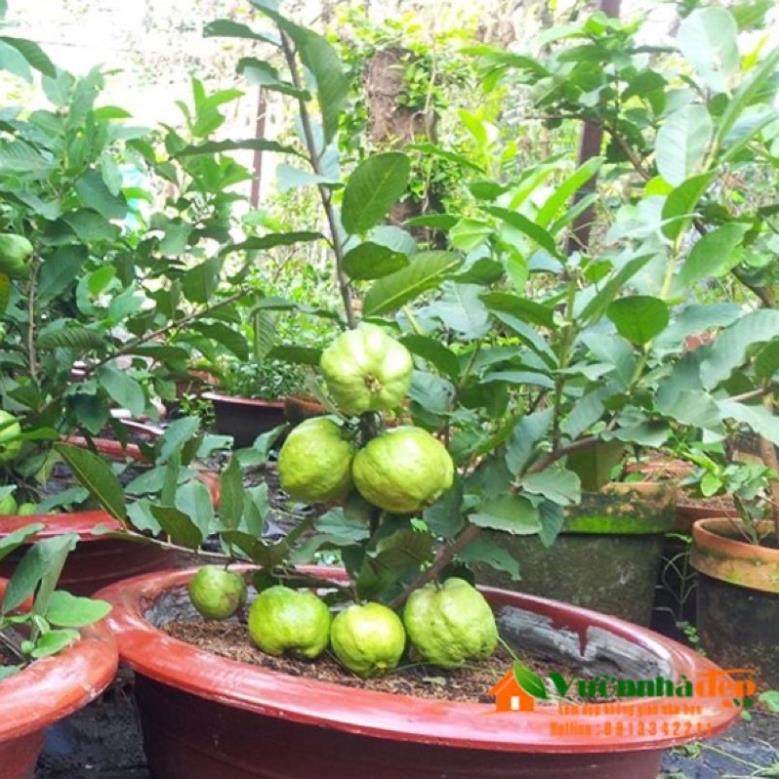 Cây ổi nữ hoàng không hạt cao 50-70cm .