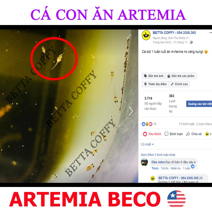 COMBO Bộ ấp Artemia - Thức ăn cho cá nhỏ