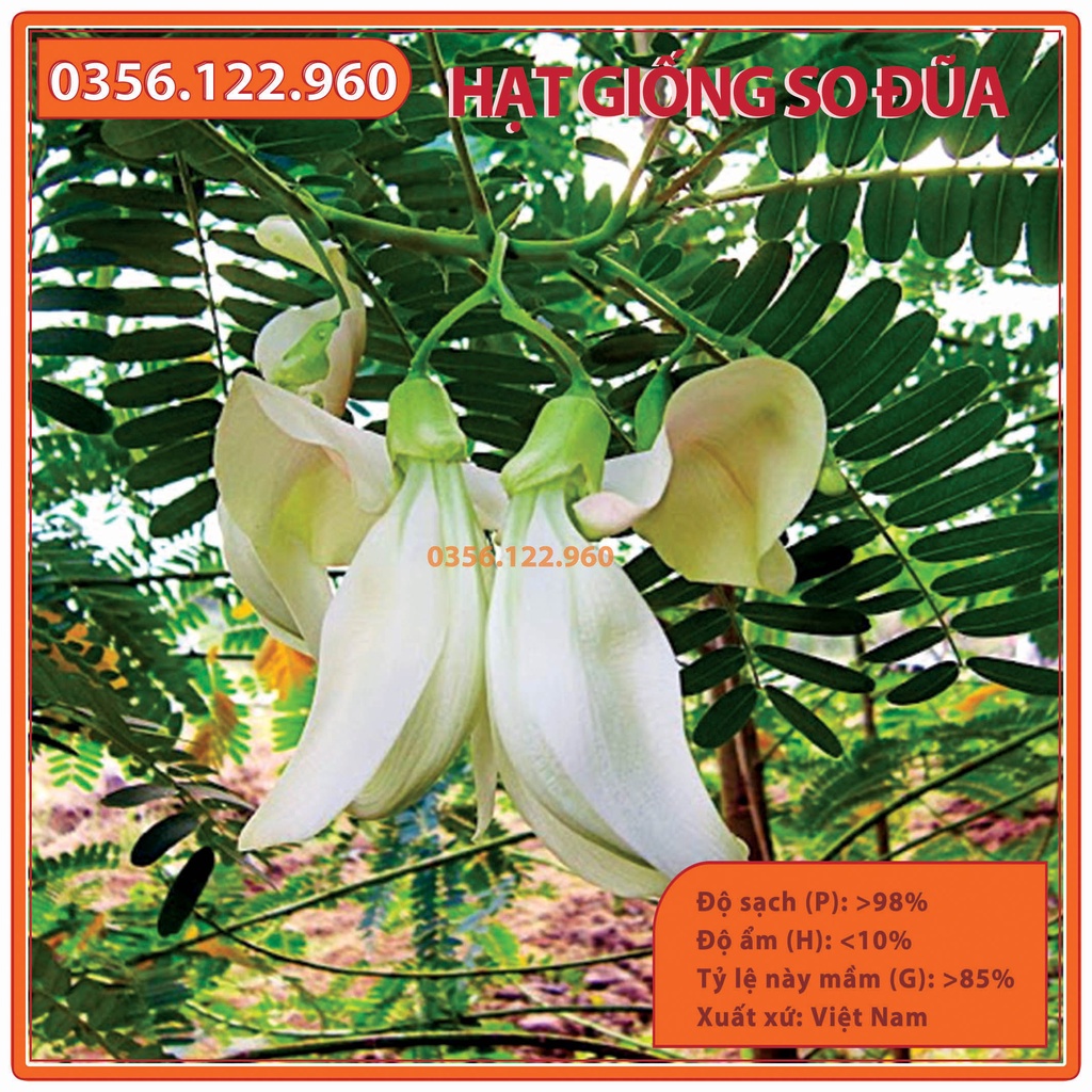 Hạt giống cây so đũa - gói 50 gam