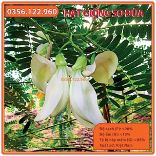 Hạt giống cây so đũa - gói 50 gam