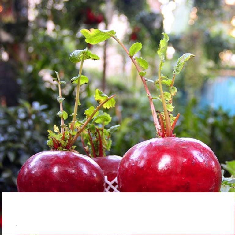 Hạt Củ cải đỏ khổng lồ 20 hạt ĐẾN MÙA TRỒNG TẾT  KHUYẾN MẠI SHOP MỚI HẠ GIÁ SỈ