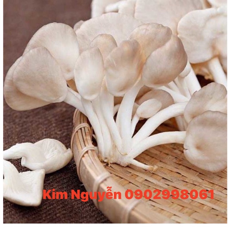🍄NẤM BÀO NGƯ TRẮNG - Ship hỏa tốc 🛵