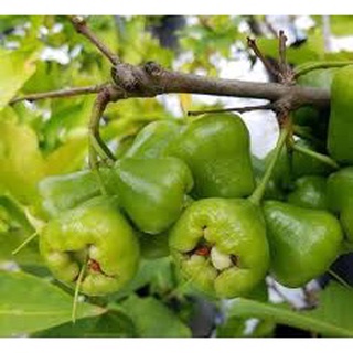 Cây giống mận xanh đường
