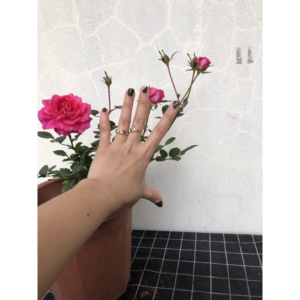 cây hoa hồng cherry  ngoại cao 30cm mini