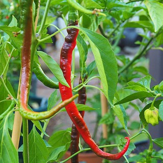 (200-300 hạt) Hạt giống ớt tóc dài hair pepper chilli)