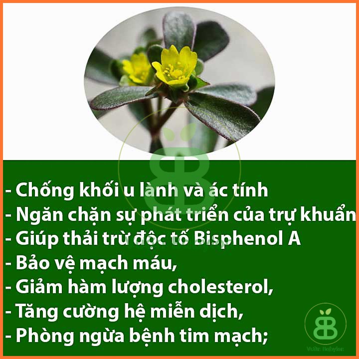 Hạt Giống Rau Sam Giàu Dinh Dưỡng 2Gr