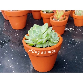 Sen đá Hồng sa mạc - Kèm chậu đất nung - Vườn xanh Mộc Đức