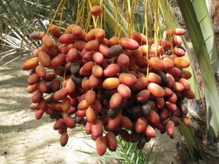 Chà là sấy Đubai