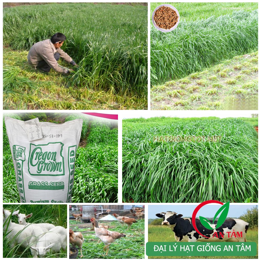 Hạt giống cỏ mulato chịu lạnh gói 500 gam