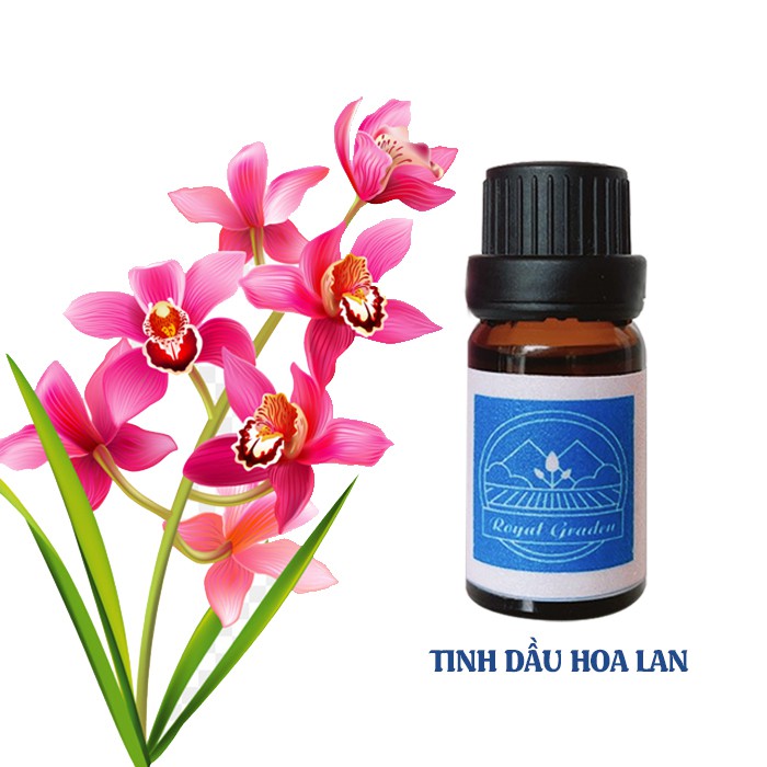 Tinh dầu hoa lan thơm phòng dung tích 10ml