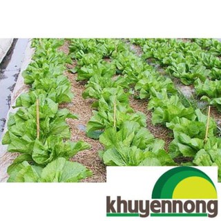 Gói 15gr hạt giống rau cải bẹ cải rau dưa