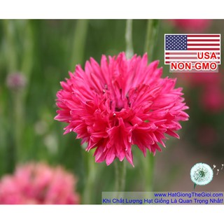 50GR 10K.HAT Hạt Giống Hoa Trúc Mai Đỏ Cao 70cm (| -KD: B14*V14)