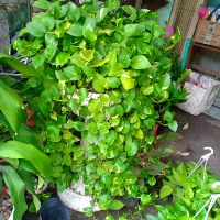Trầu Bà Thái