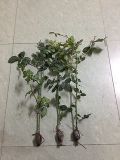 🌹10 cành hồng cổ sapa