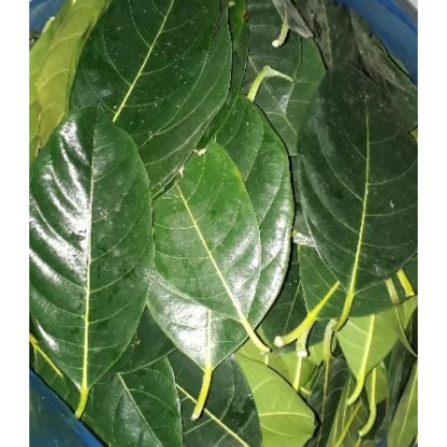 (Siêu rẻ) LÁ MÍT TƯƠI 1kg
