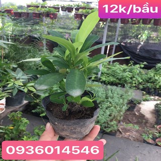 cây giống-CÂY HOA XƯƠNG RỒNG BÁT TIÊN (Mini)