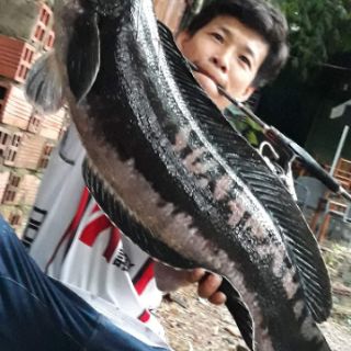 Mồi mềm Ritbit / Ribbit câu cá lóc bông Thái Lan (bịch 1 màu/4 con)