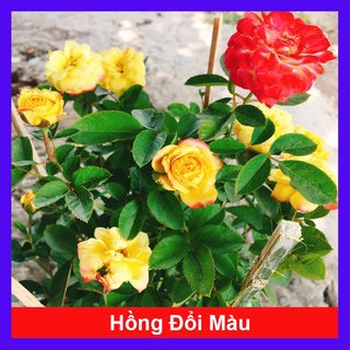 Hồng đổi màu ( Hồng ba màu ) - cây cảnh để bàn - caykiengsadec
