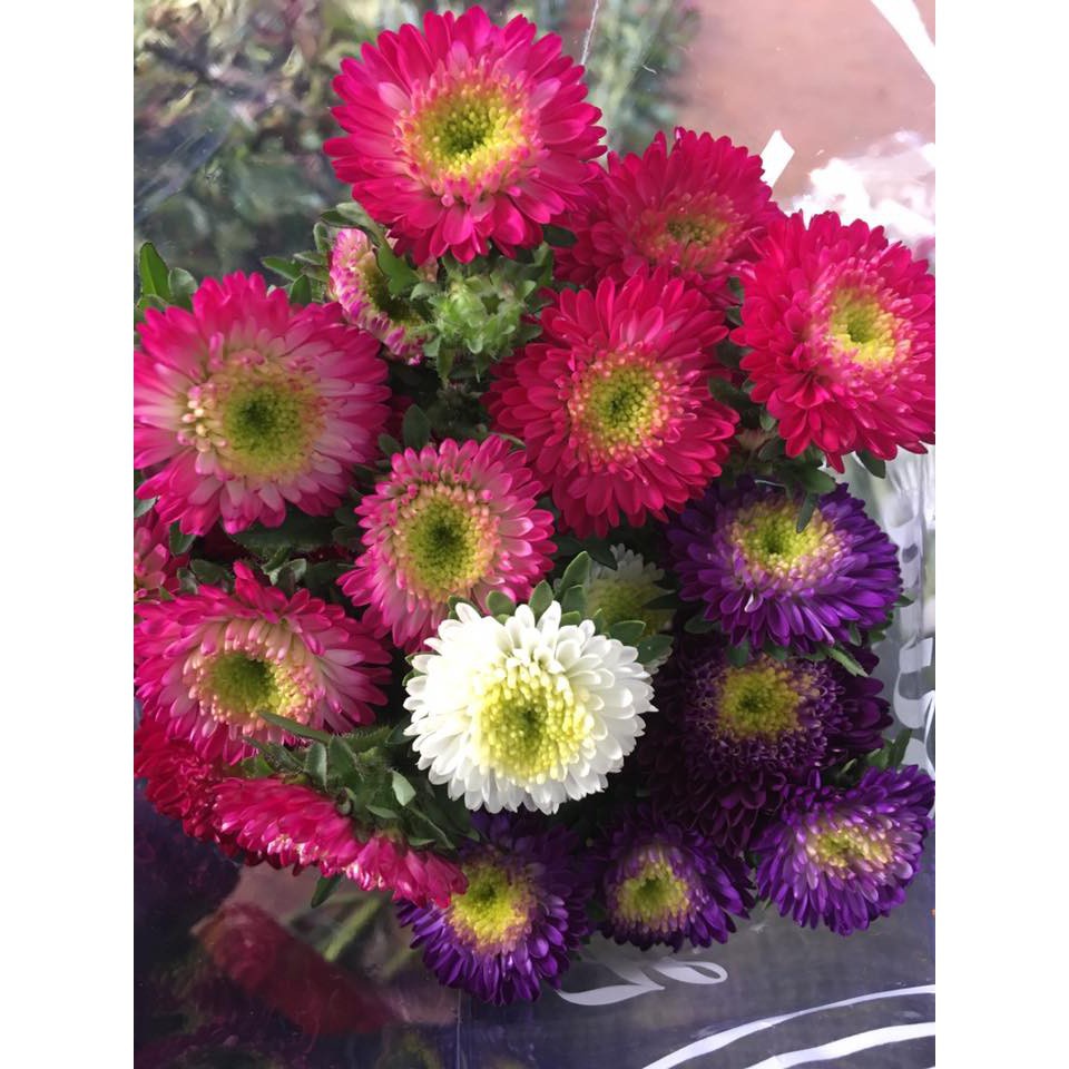 Hạt Giống Hoa Cúc Nhật PomPom Mix gói 50 hạt đẹp