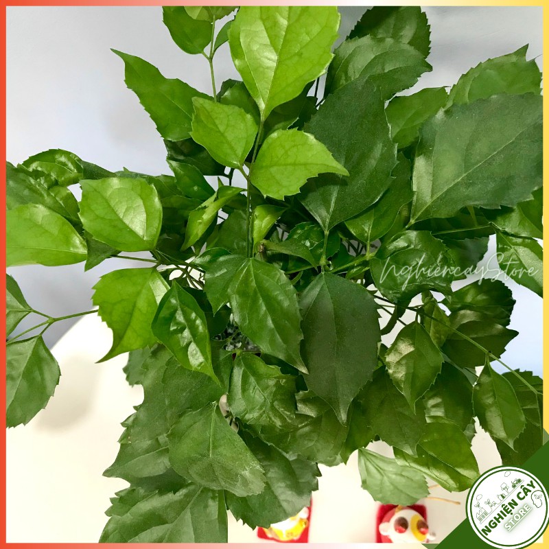 Cây hạnh phúc dáng thân cao, để bàn lọc không khí, làm quà tặng tinh tế