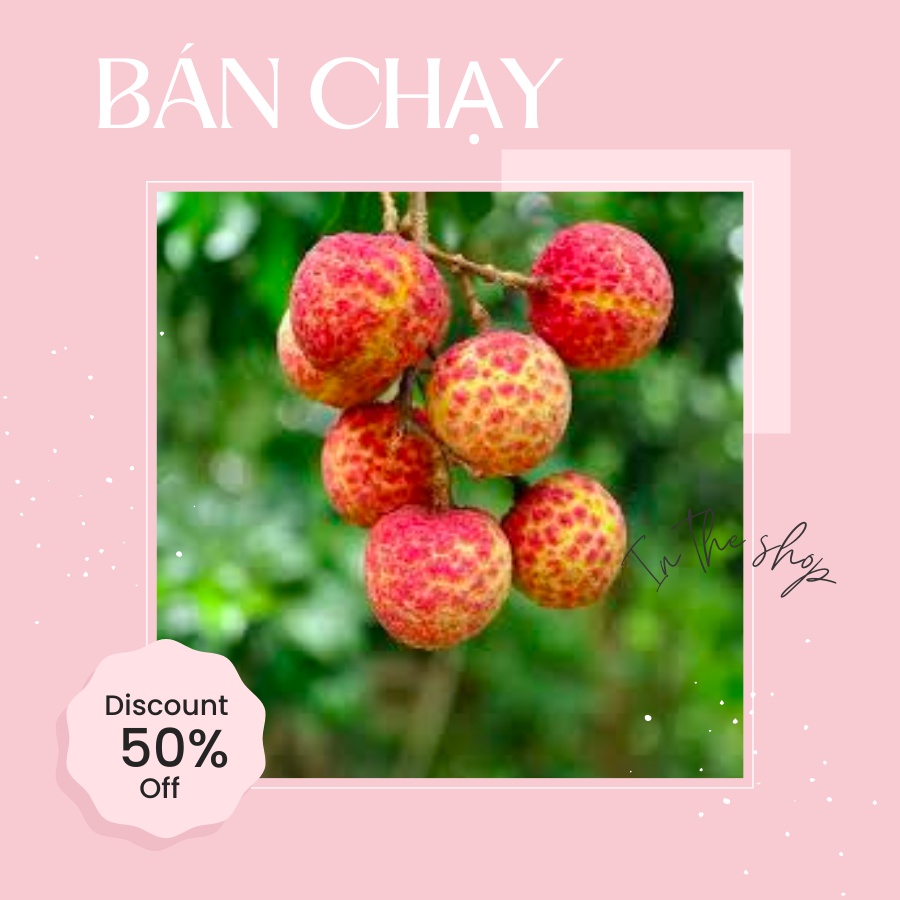 Cây vải thiều giống cao 50cm cây chiết cảnh có hoa, cây sinh trưởng khoẻ mạnh, khóm to, lỗi 1 đổi 1
