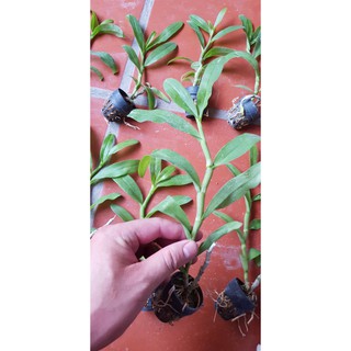 Phi điệp trắng thái hang gieo hạt