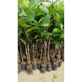 Cây Giống Mít Không Hạt Ba Láng