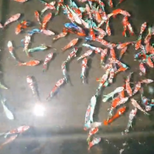 Betta food-betta koi nm