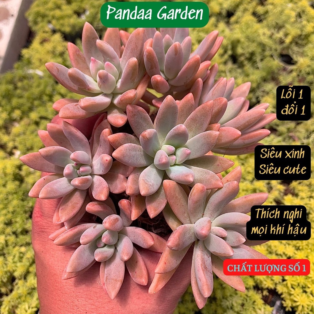 Sen đá pha lê lá dài size mini 2.5-4cm, xuất xứ Đà Lạt khoẻ đẹp, thích nghi mọi khí hậu, lỗi 1 đổi 1