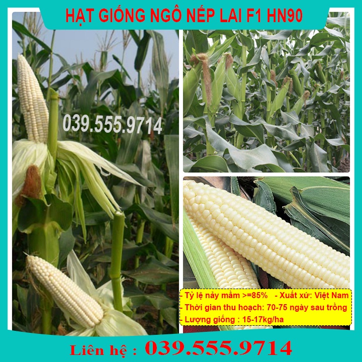 Hạt Giống NGÔ NẾP LAI HN90 Loại Đặc Biệt Dẻo Thơm