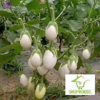shophouse 30 hạt giống cà trắng trứng siêu quả  SHOP HOUSE  TẾT KHUYẾN MẠI