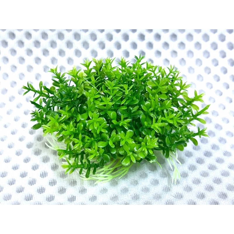 Cụm Rêu Trang Trí Hồ Cá Tép, Thuỷ Sinh