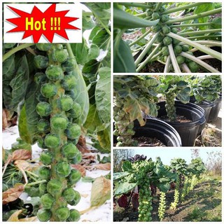 Hạt giống Bắp cải xanh tí hon