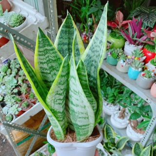 Lưỡi hổ cao