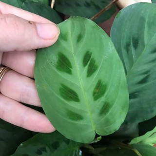 chậu Đuôi công đốm xanh