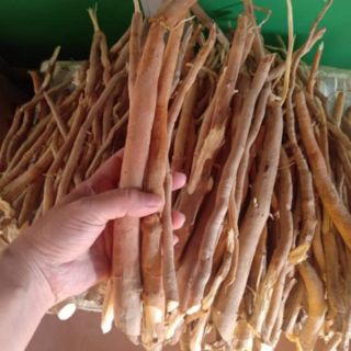 Sâm cau Kon Tum 1kg khô