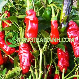 10h - hạt giống ớt cu tí