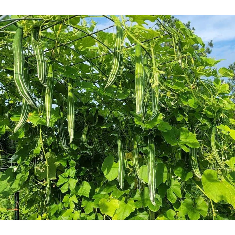 5 Hạt giống Lặc Lày siêu trái, ăn rất ngon
