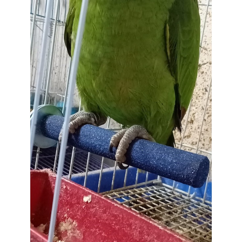 Cầu mài móng cho vẹt màu ngẫu nhiên.