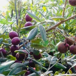 cây giống nhãn xuồng tím siêu trái