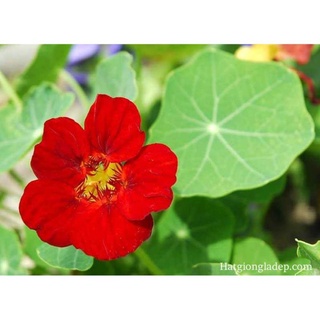 Hạt Giống Hoa Sen Cạn - 5 Hạt