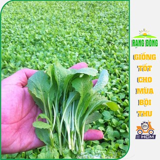 Hạt Giống Cải Bẹ Xanh Ăn Non Dễ Trồng, Thu Hoạch Nhanh Sau 7-10 Ngày Gieo Trồng - Gói 20gr
