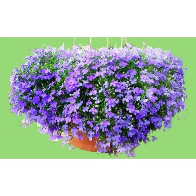 Hạt giống hoa Cúc Lobelia Nhiều màu gói 50 Hạt