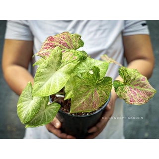(Hỏa Tốc) Cây Môn Caladium | Bụi lớn