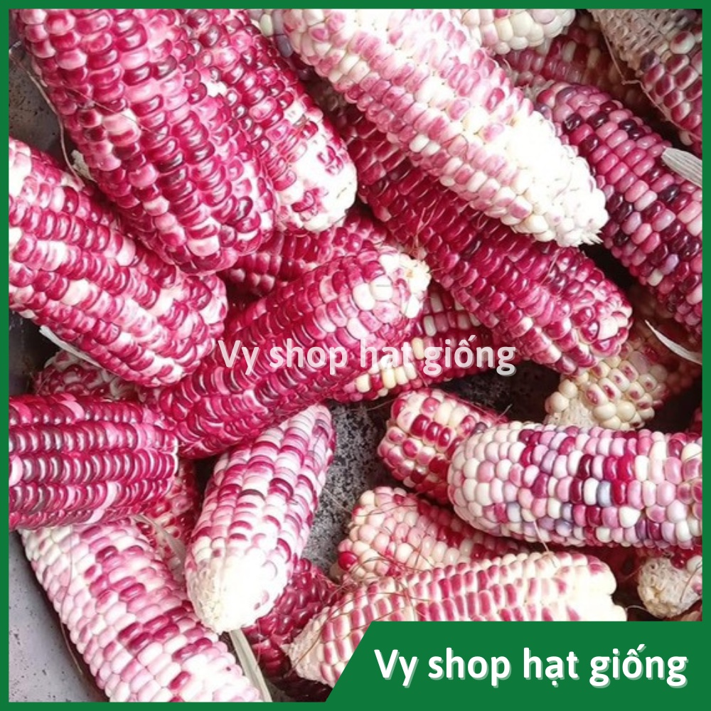 Hạt giống ngô nếp  cẩm hồng Thái Lan gói 70 hạt