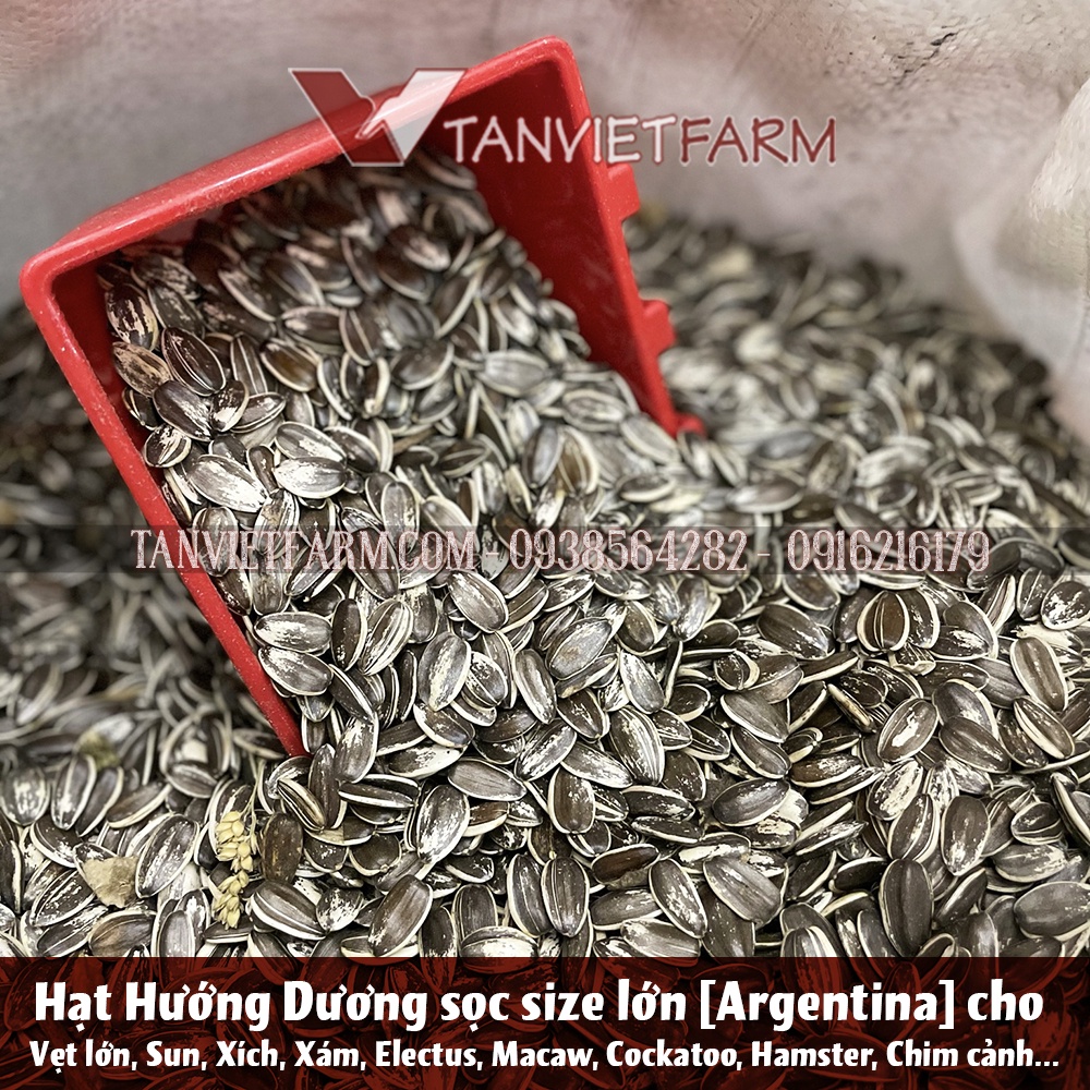 Hạt hướng dương sọc⚡ size lớn⚡ cho Hamster, Vẹt, Sun, Xích, Xám, Electus, Macaw, Cookatoo⚡ nhập khẩu ARGENTINA [Gói 1kg]