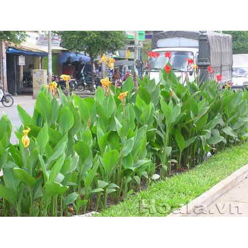 HẠT GIỐNG HOA CHUỐI CẢNH NHIỀU MÀU - GÓI 1 GRAM