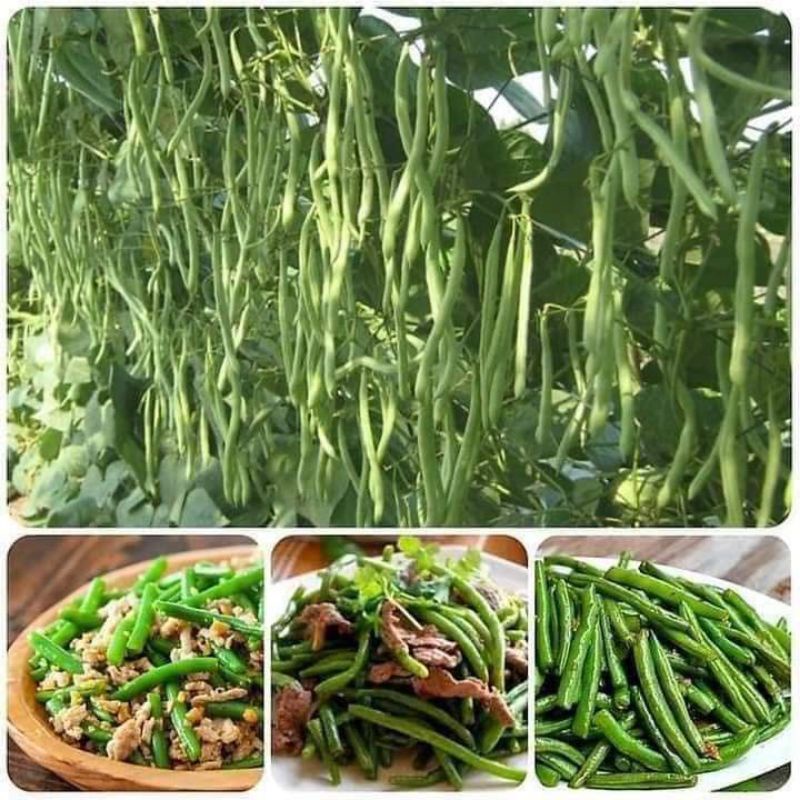 Hạt giống đậu cove leo siêu quả Trang Nông 100gr, dễ trồng, năng suất cao